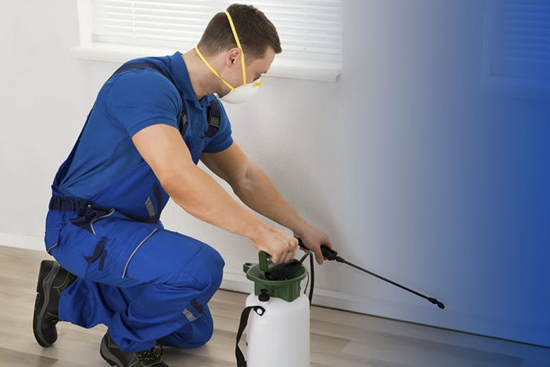 Pest control contractor working in the flat