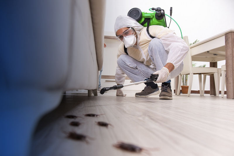 Pest control contractor working in the flat